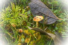 AdobePhotoshopExpress_2020-11-24_21-01-220100