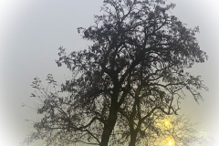 AdobePhotoshopExpress_2020-11-24_21-03-550100