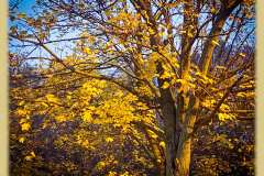 AdobePhotoshopExpress_2020-11-24_22-44-580100