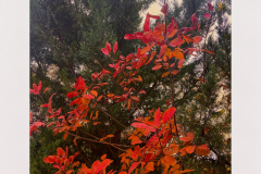 AdobePhotoshopExpress_2020-11-24_22-46-060100