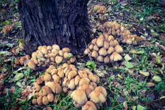 AdobePhotoshopExpress_2020-11-24_23-46-430100