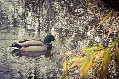 AdobePhotoshopExpress_2020-11-24_23-51-350100